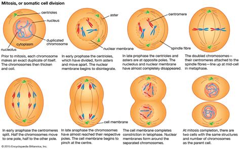 Cell Cell Division And Growth Britannica
