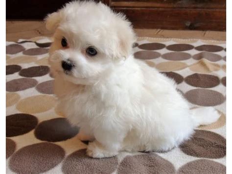 Tiny Teacup Maltese Puppies For Adoption Animals Birmingham Alabama Announcement 73527