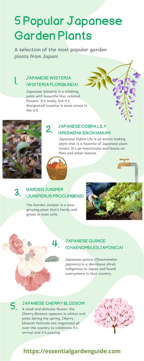 10 Types Of Japanese Plants Essential Garden Guide