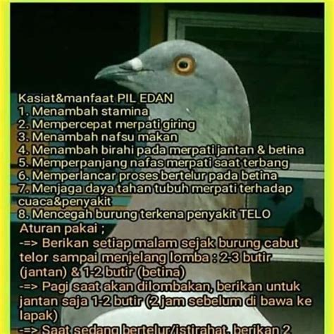 Sangkar burung murah boyolali indonesia. Burung Dara Murah Boyolali - 13 Cafe Restoran Rumah Makan ...