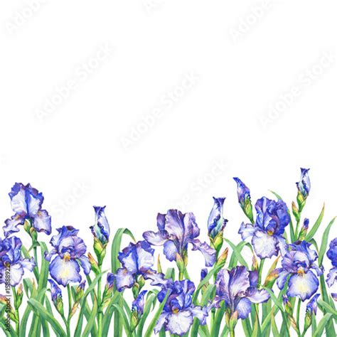 Floral Seamless Border With Flowering Violet Irises On White