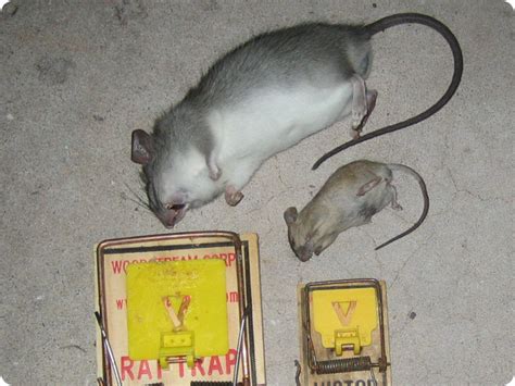 Mouse Vs Rat How To Tell The Difference