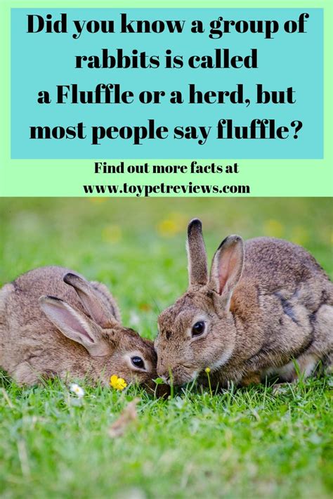What Are 5 Interesting Facts About Bunnies