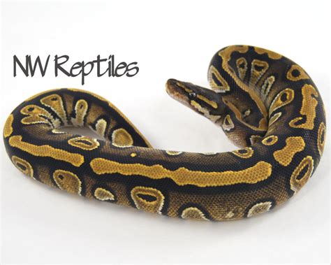 Northwest Reptiles Barista Ball Python Description And Photos Ball Python Breeder