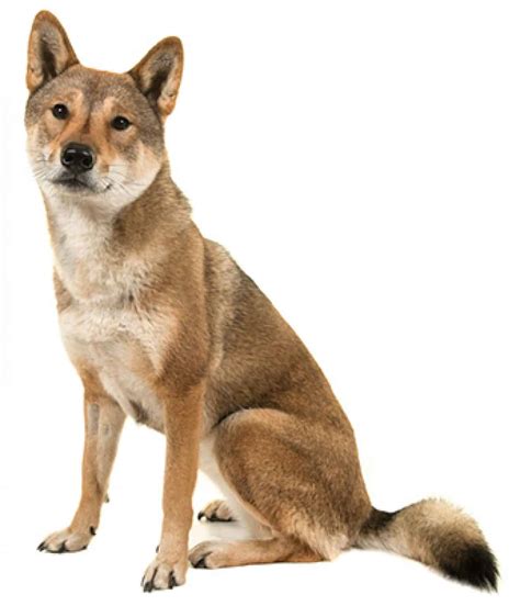 Shikoku Dog Ultimate Guide Personality Trainability Health And More