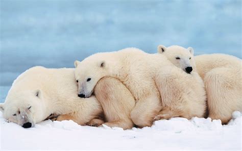 Three Polar Bears Lying On Ice Field Hd Wallpaper Wallpaper Flare