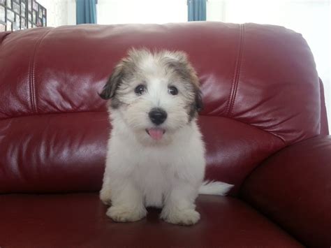 Coton De Tulear Puppies Ready Now For Sale Wa Perth