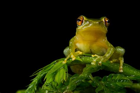 Animal Tree Frog Hd Wallpaper