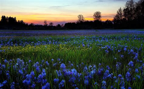 1920x1080px 1080p Free Download Field Of Flowers Pretty Grass