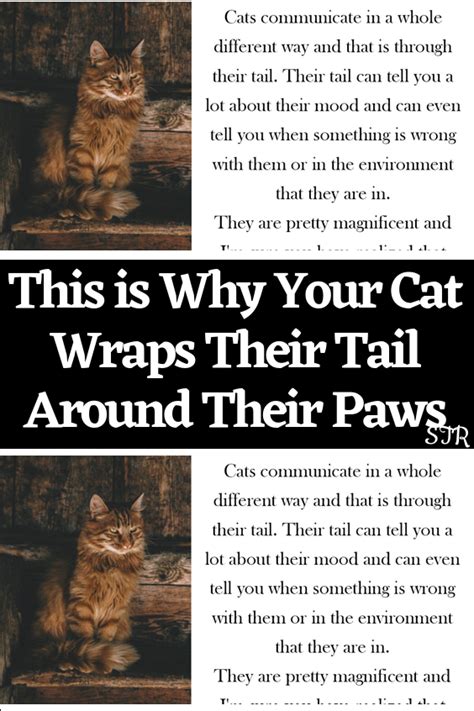 This Is Why Your Cat Wraps Their Tail Around Their Paws Artofit