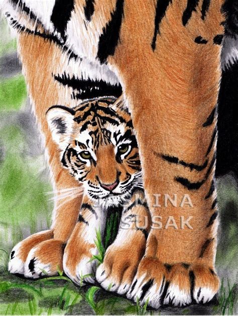 Tiger S Baby By Jasminasusak Deviantart Com On Deviantart Original
