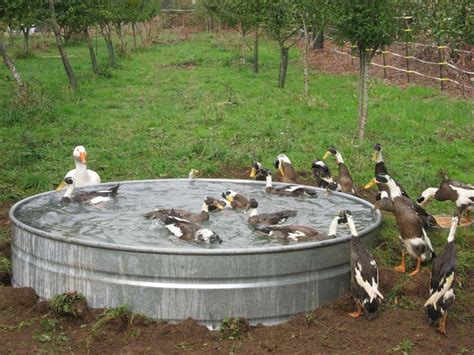 The easy diy duck house. duck pond | Backyard ducks, Duck enclosure, Duck coop