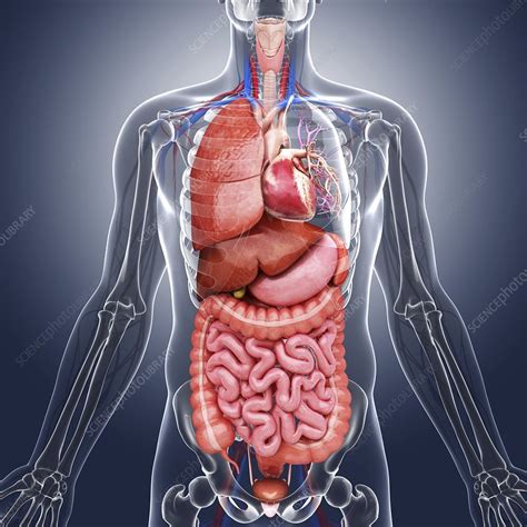 Human Internal Organs Artwork Stock Image F008 7756 Science