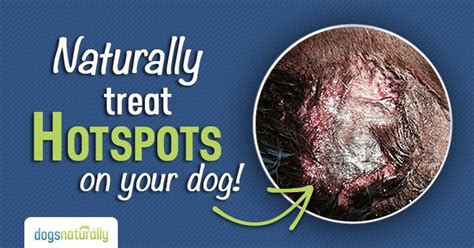 Fast and easy treatment method. Treating Hot Spots On Dogs: The Ultimate Guide | Dog hot ...