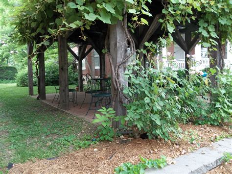 Cloudy sky after the rain, dark colors. Love this Grape Arbor! | Parras de uva, Permacultura, Uvas