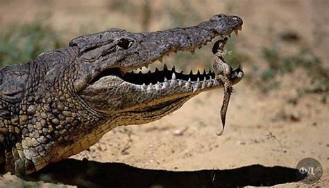 Цікаві факти про крокодилів Факт дня українською