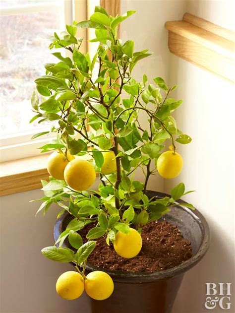 It will take a year or two to bear fruit, then another several months for the fruit to ripen, but it's such a beautiful plant that you won't mind the wait at all. indoor lemon tree | Indoor fruit plants, Grow fruit indoors, Indoor fruit trees