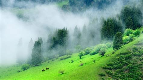 Green Forest Mountain With Mist During Morning Time K Hd Nature