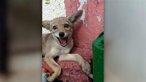 Cachorro Que Deambulaba Por Las Calles De La Ciudad De M Xico Result Ser Un Beb Coyote Cnn Video