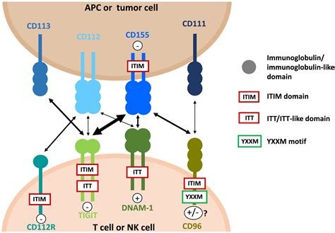 Tigit As An Emerging Immune Checkpoint Harjunp Clinical