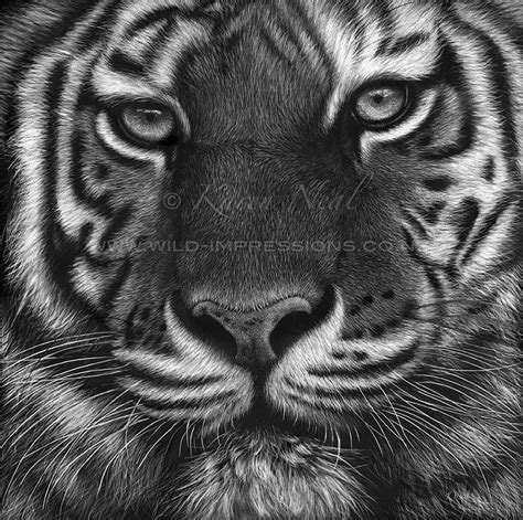 Amur Tiger Scratchboard Art