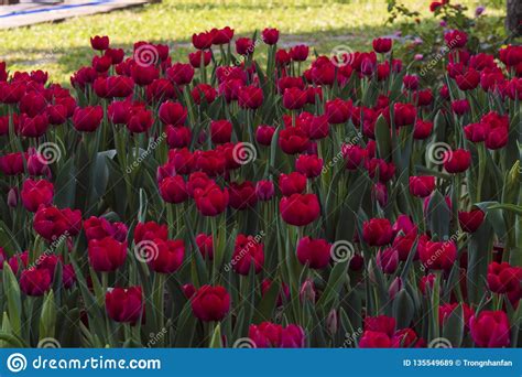 Group Of Colorful Tulip Beautiful Red Tulip Flowers Stock Image