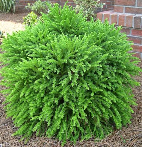 These tough shrubs have aromatic leaves and small, tubular flowers that hummingbirds can't resist. The 25+ best Dwarf shrubs full sun ideas on Pinterest ...