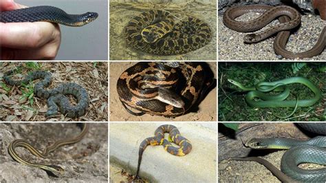 11 Non Venomous Snakes You Want In Your Houston Backyard