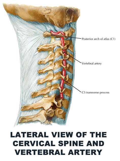 Vertebral Artery Cervical Spine