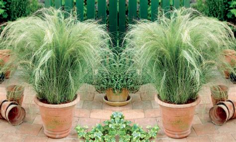 Lot de 4, 8, 10 ou 20 Plantes Cheveux d'Ange | Groupon
