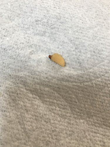 27:33 meicho shingi 3 507 просмотров. 至急! 家の中に幼虫が二匹も この幼虫なんの虫かわかります ...