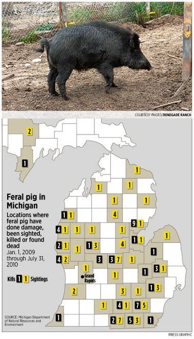 Michigan Takes Aim At Feral Pigs They Could Be Designated As Invasive