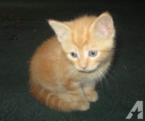 Orange Tabby Kittens Kittens Photo 41521048 Fanpop