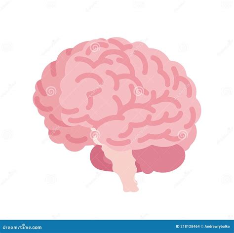 Human Brain For Anatomical Study Medical And Scientific Classroom