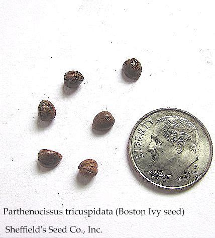 We did not find results for: Boston Ivy Seeds; Grow your own from seed: https://www ...