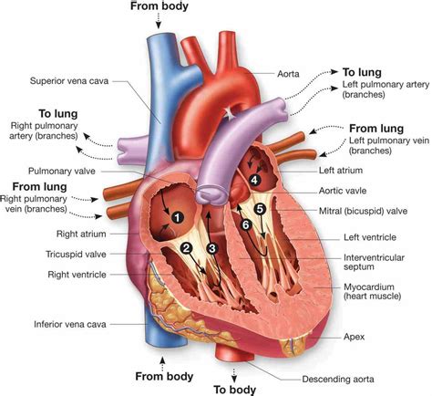 Interior View Of The Human Heart