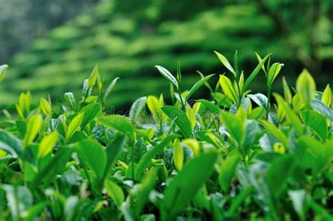 Growing Green Tea Trees Stock Photo Image Of Beautiful 115750994