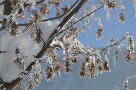 Free Images Tree Branch Blossom Snow Winter Plant Leaf Flower