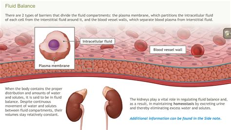 Understanding The Anatomy Of The Urinary System Adam
