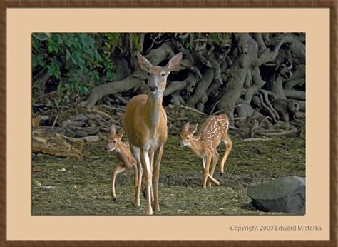 Eastern White Tailed Deer With Fawns A Photo On Flickriver