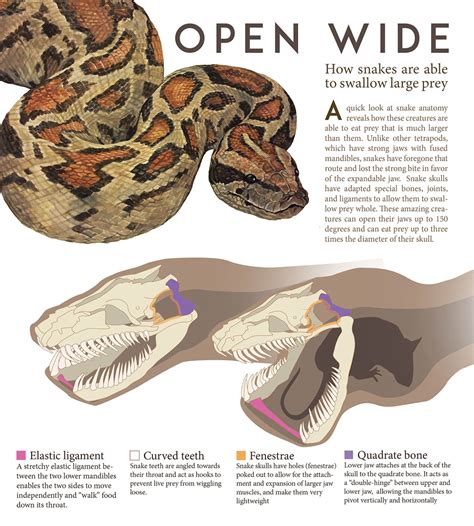 Open Wide Snake Diagram Lindsey Kernodle Artwork
