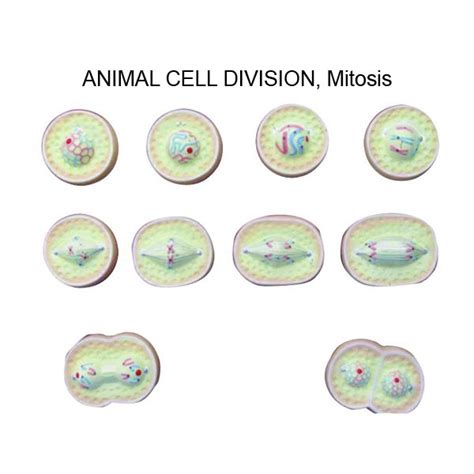 Animal Cell Meiosis