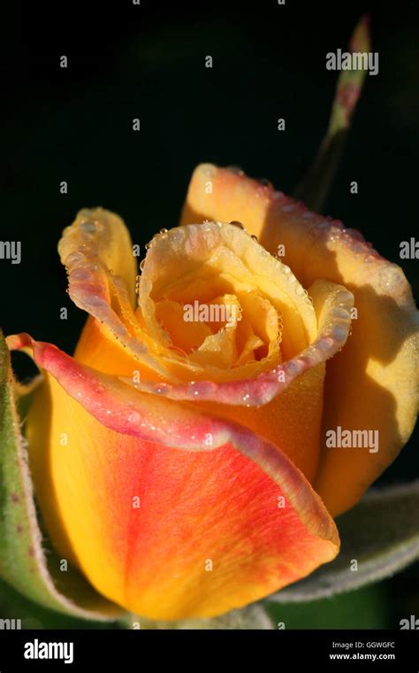 Opening Rosebud Hi Res Stock Photography And Images Alamy