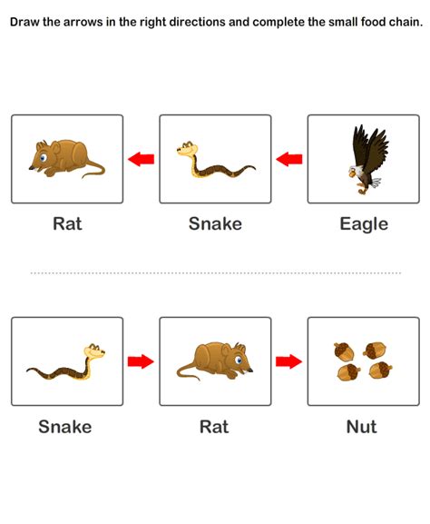 Free Educational Worksheets Worksheets On Food Chain