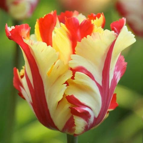 Pin On Tulips