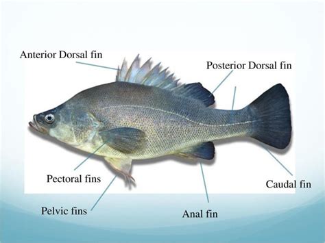 Anteriordorsalfinposteriordorsalfinpectoralfinscaudalfin