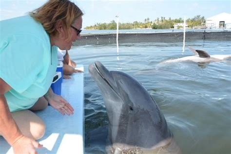Dolphin Research Center Grassy Key 2020 All You Need To Know Before