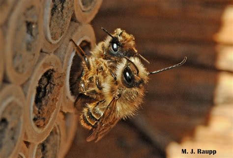 Mason Bees Herald The Arrival Of Spring Horned Faced And Blue Orchard