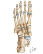 These joints have serrated edges that lock together with fibers of connective tissue. Bones of the Foot: Plantar View