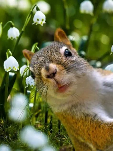 Gorgeous Flowers Squirrels Wont Eat Gardening Dream